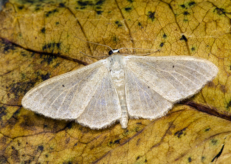 Dubbio Idaea